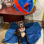 Mylo joined the competition — help win amazing prizes! dog, black_and_white, blue_collar, blanket, toy, indoor, floor, desk, playful, happy, pet, canine, looking_up, brown_eyes, tongue_out, concrete_floor, fabric, plastic_toy, sitting, animal