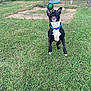 Mylo is registered to the contest to win money with this photo: dog, black_and_white, grass, ball, jumping, collar, mouth_open, outdoor, play, pet, fence, yard, catching, animal, active, daylight, canine, toy, happy, energetic
