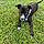 Mylo