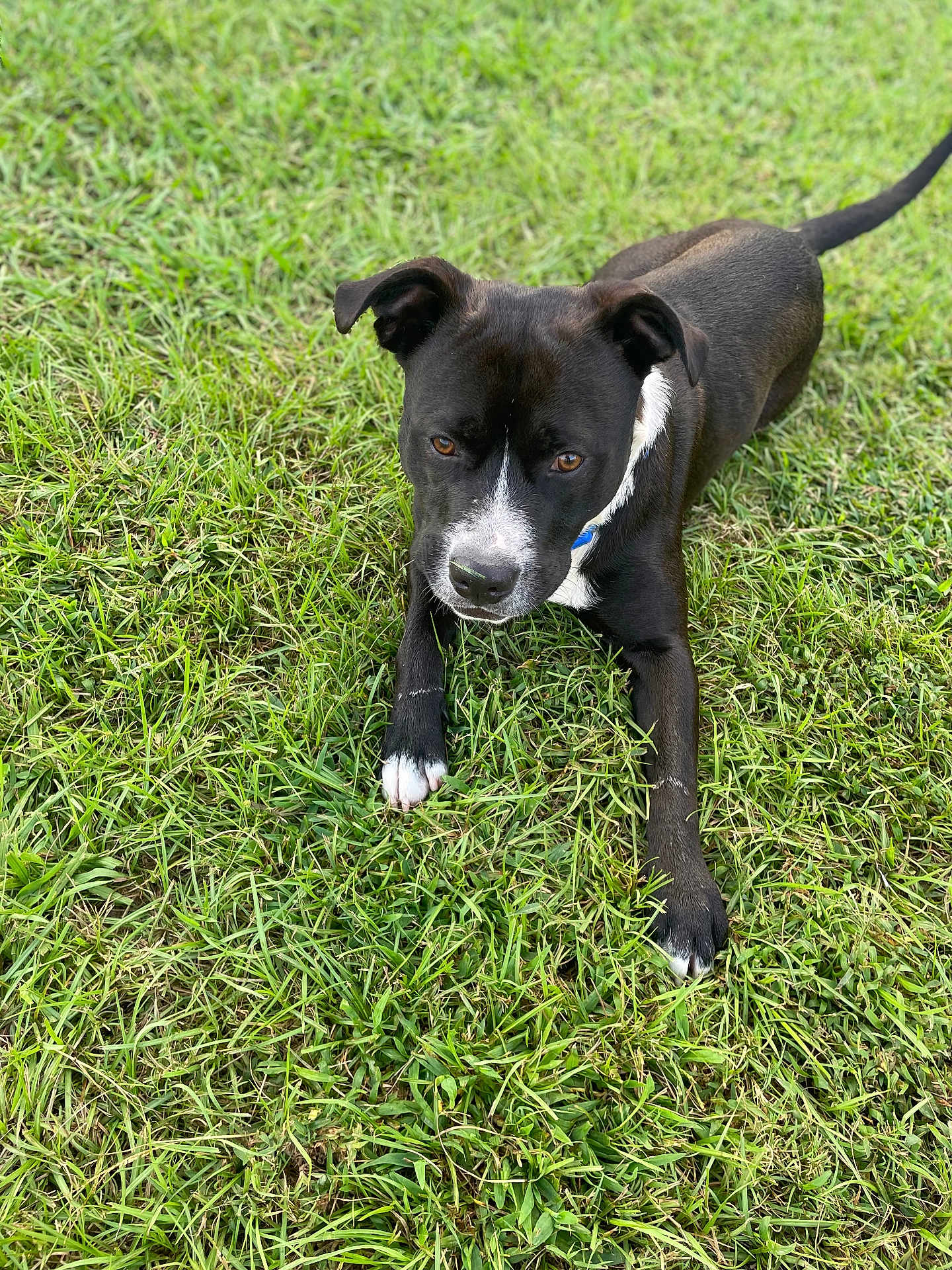 Mylo