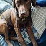 Alma participe au concours pour gagner de l'argent avec cette photo : dog, brown_dog, pet, couch, indoor, animal, canine, fur, ears, eyes, collar, blanket, cushion, relaxing, resting, domestic_animal, home, comfort, closeup, portrait