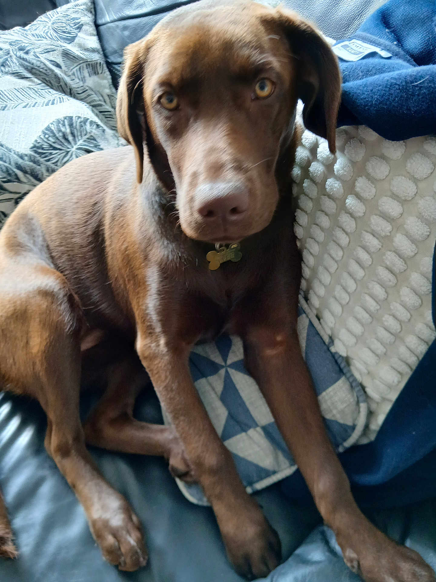 Alma