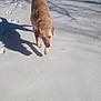 animal, canine, cold, collar, daylight, dog, footprints, fur, nature, outdoor, park, peaceful, pet, playful, quiet, shadow, snow, sunlight, walking, winter