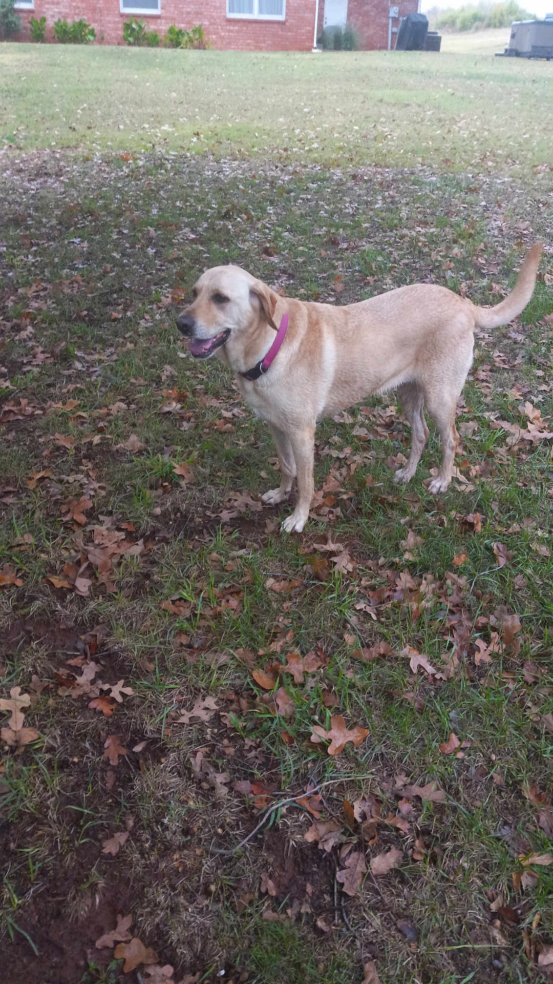 Hazel Mae