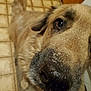 dog, close_up, wet_nose, fur, curious, indoors, kitchen, tiled_floor, brown, pet, animal, face, snout, water_droplets, domestic, canine, looking, floor, muzzle, ears