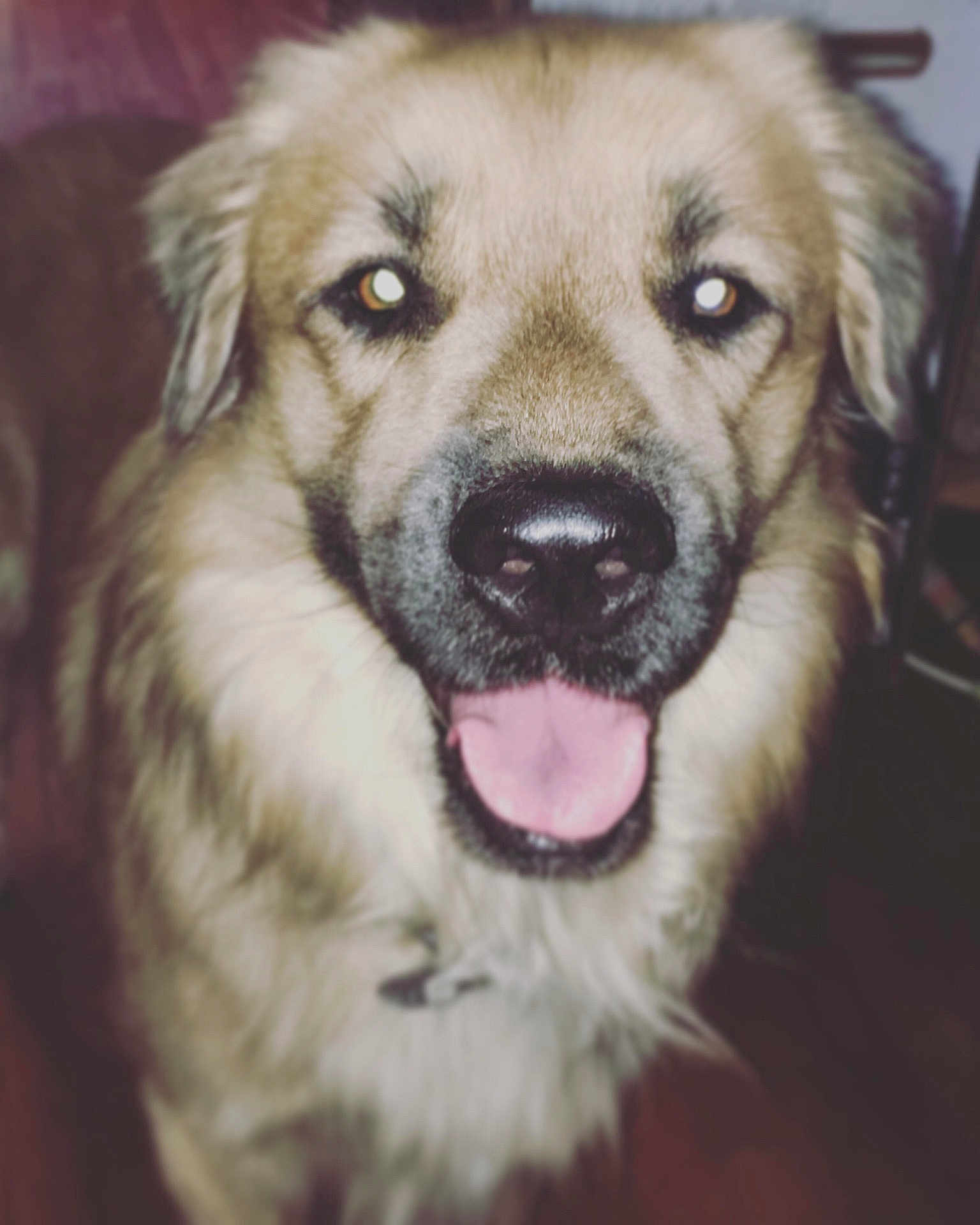 Caesar