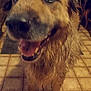 dog, wet, happy, indoor, floor, tile_floor, close_up, brown_fur, canine, pet, animal, mouth_open, tongue, paw, blurred_background, kitchen, furniture, smiling, domestic, mammal