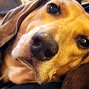 Rambo is registered to the contest to win money with this photo: dog, close_up, pet, animal, lying_down, relaxed, cozy, brown_fur, ears, snout, whiskers, indoor, soft_surface, portrait, canine, domestic_animal, companion, resting, cute, friendly