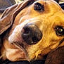 dog, close_up, pet, animal, lying_down, relaxed, cozy, brown_fur, ears, snout, whiskers, indoor, soft_surface, portrait, canine, domestic_animal, companion, resting, cute, friendly