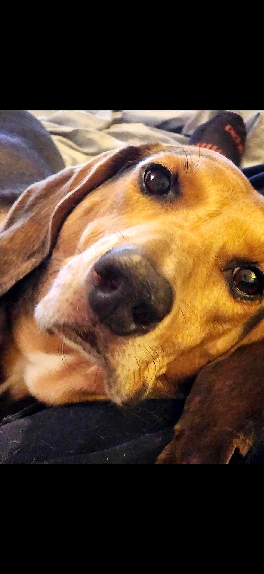 Rambo is registered to the contest to win money with this photo: dog, close_up, pet, animal, lying_down, relaxed, cozy, brown_fur, ears, snout, whiskers, indoor, soft_surface, portrait, canine, domestic_animal, companion, resting, cute, friendly