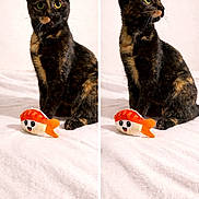 Brooklyn participe au concours pour gagner de l'argent avec cette photo : cat, tortoiseshell_cat, animal, pet, feline, portrait, split_screen, side_profile, sitting, green_eyes, whiskers, pointed_ears, black_fur, brown_fur, orange_patches, plush_toy, sushi_toy, white_bedding, indoor, cute