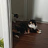 Niobi joined the competition — help win amazing prizes! animal, calico_cat, cat, cozy, curious, domestic, doorway, feline, floor, fur, home, indoor, peeking, pet, quiet, resting, shadow, sunlight, two_cats, wooden_floor
