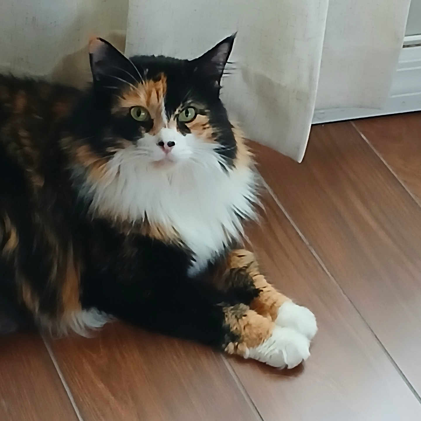 Niobi is registered to the contest to win money with this photo: abyssinian, angora, animal, brasssection, cat, hardwood, horn, indoors, interiordesign, kitten, leash, manx, musicalinstrument, person, pet, sleeping, stainedwood, wood, woodpanels