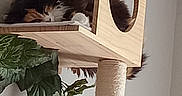 Niobi is registered to the contest to win money with this photo: animal, calico_cat, calm, cat, cat_tree, cozy, cute, fur, furniture, green_leaves, home, indoor, paw, pet, plant, relaxed, resting, sleeping, whiskers, wooden_cubby