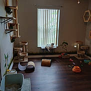 Niobi is registered to the contest to win money with this photo: basket, cat, cat_litter_box, cat_perch, cat_toys, cat_tree, cozy, floor_mat, home_interior, indoor, light_fixture, pet_accessories, pet_room, plant, relaxed_cat, scratching_post, vertical_blinds, wall_art, window, wooden_floor