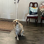 Lucky Boy King joined the competition — help win amazing prizes! dog, labrador, balloon, indoor, floor, chair, pillow, blankets, wooden_floor, home, decor, door, mat, pet, animal, sitting, looking_up, raised_paw, celebration, mother_day