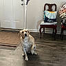 dog, labrador, balloon, indoor, floor, chair, pillow, blankets, wooden_floor, home, decor, door, mat, pet, animal, sitting, looking_up, raised_paw, celebration, mother_day