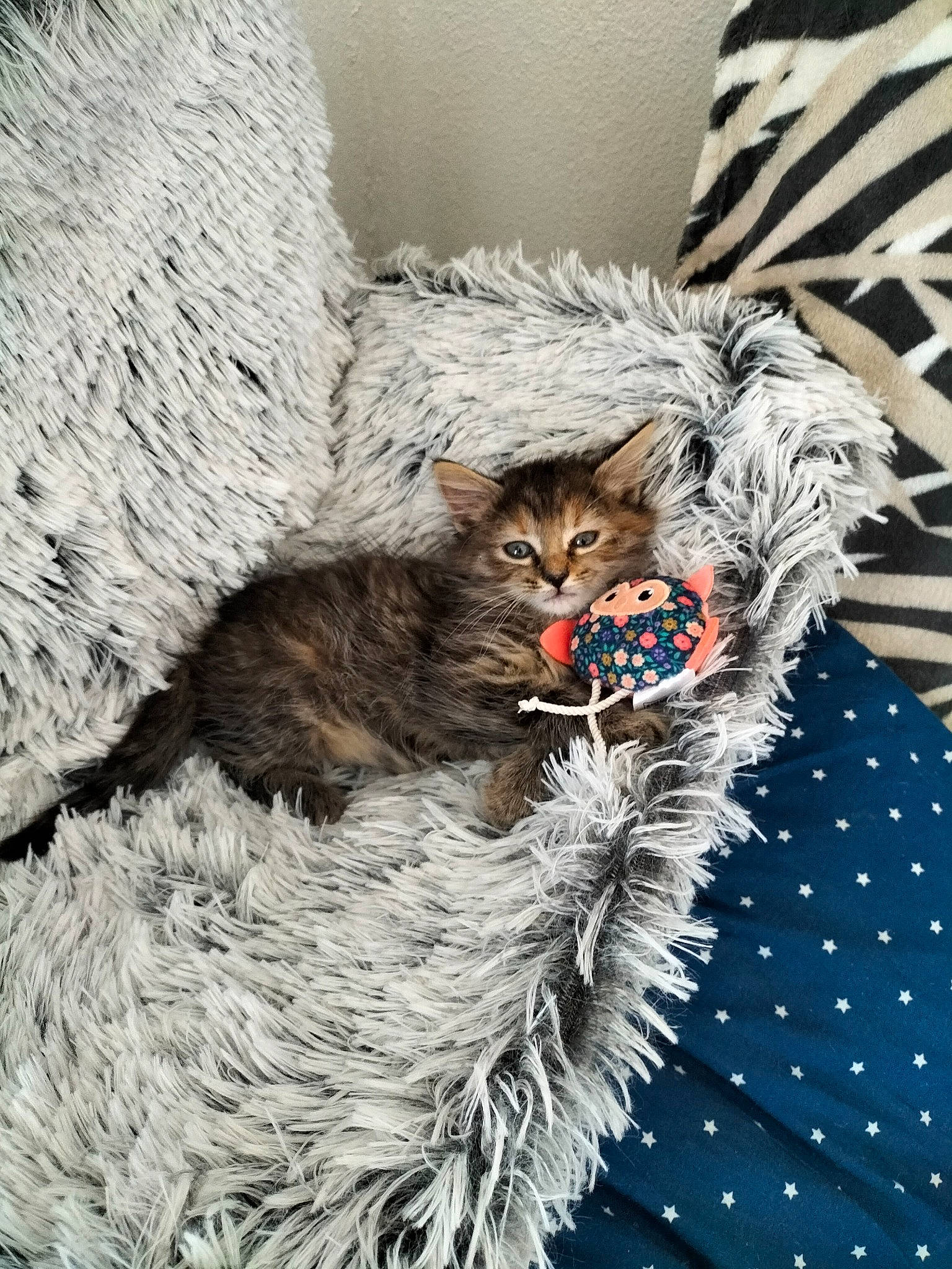 Mochi participe au concours pour gagner de l'argent avec cette photo : art, carnivore, cat, christmas_ornament, claw, conifer, domestic_short_haired_cat, felidae, fur, illustration, painting, pattern, small_to_medium_sized_cats, snout, tail, terrestrial_animal, twig, whiskers, wildlife, wood