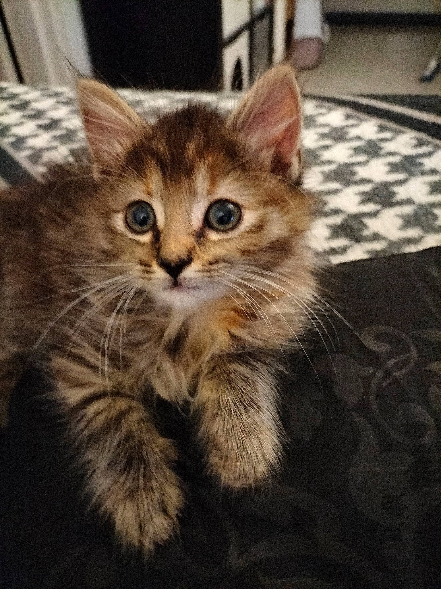 Mochi participe au concours pour gagner de l'argent avec cette photo : carnivore, cat, claw, domestic_short_haired_cat, fawn, felidae, flooring, fur, hardwood, paw, plant, small_to_medium_sized_cats, snout, tail, terrestrial_animal, tire, wheel, whiskers, window, wood