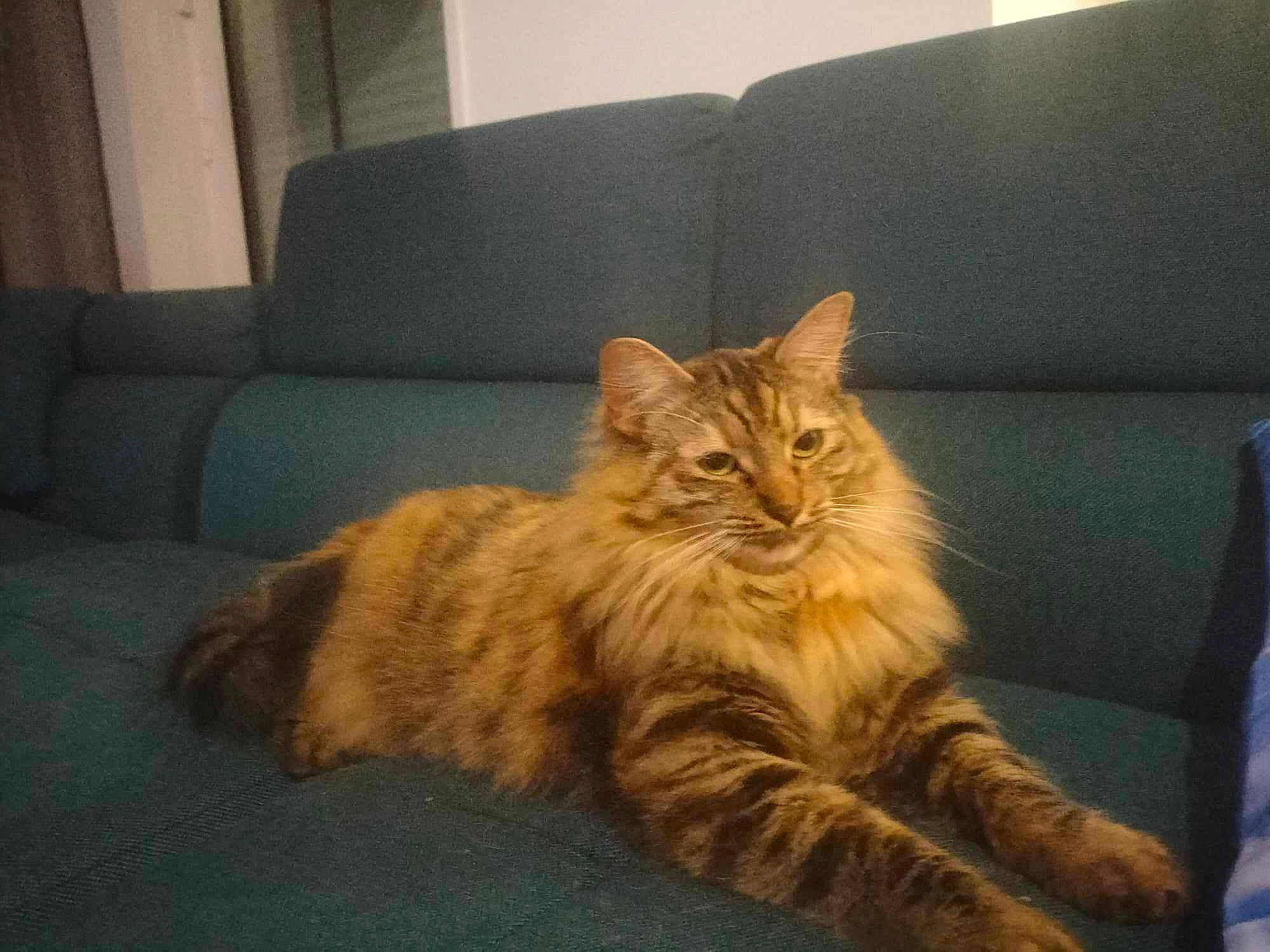 Mochi a rejoint le concours — aidez-le/la à gagner de superbes lots ! carnivore, cat, claw, comfort, couch, domestic_short_haired_cat, eye, fawn, felidae, flooring, fur, hardwood, living_room, paw, sitting, small_to_medium_sized_cats, snout, tail, whiskers, wood