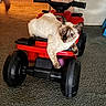 cat, kitten, siamese_cat, pet, animal, sitting, lying_down, wide_eyed, portrait, indoors, living_room, carpet, toy_vehicle, ride_on_toy, red_vehicle, handlebars, wheels, cozy, domestic, funny