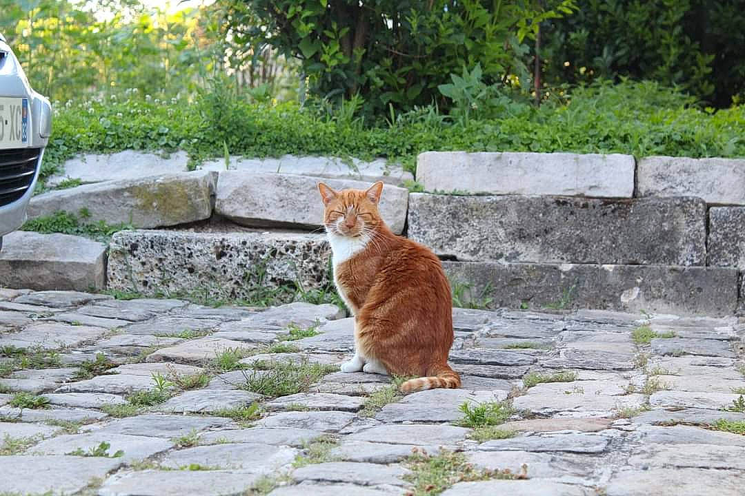 Chipeur a rejoint le concours — aidez-le/la à gagner de superbes lots ! asphalt, brick, brickwork, car, carnivore, cat, fawn, felidae, flagstone, flooring, grass, grille, groundcover, leaf, plant, road, road_surface, sidewalk, tree, whiskers