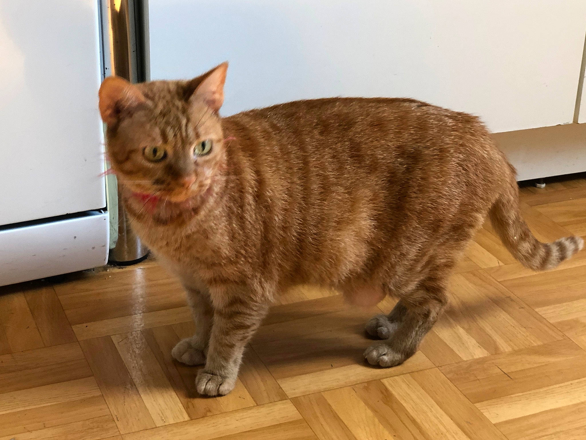 Dinah participe au concours pour gagner de l'argent avec cette photo : carnivore, cat, domestic_short_haired_cat, fawn, felidae, floor, flooring, fur, hardwood, laminate_flooring, paw, small_to_medium_sized_cats, snout, tail, terrestrial_animal, varnish, whiskers, wood, wood_flooring, wood_stain