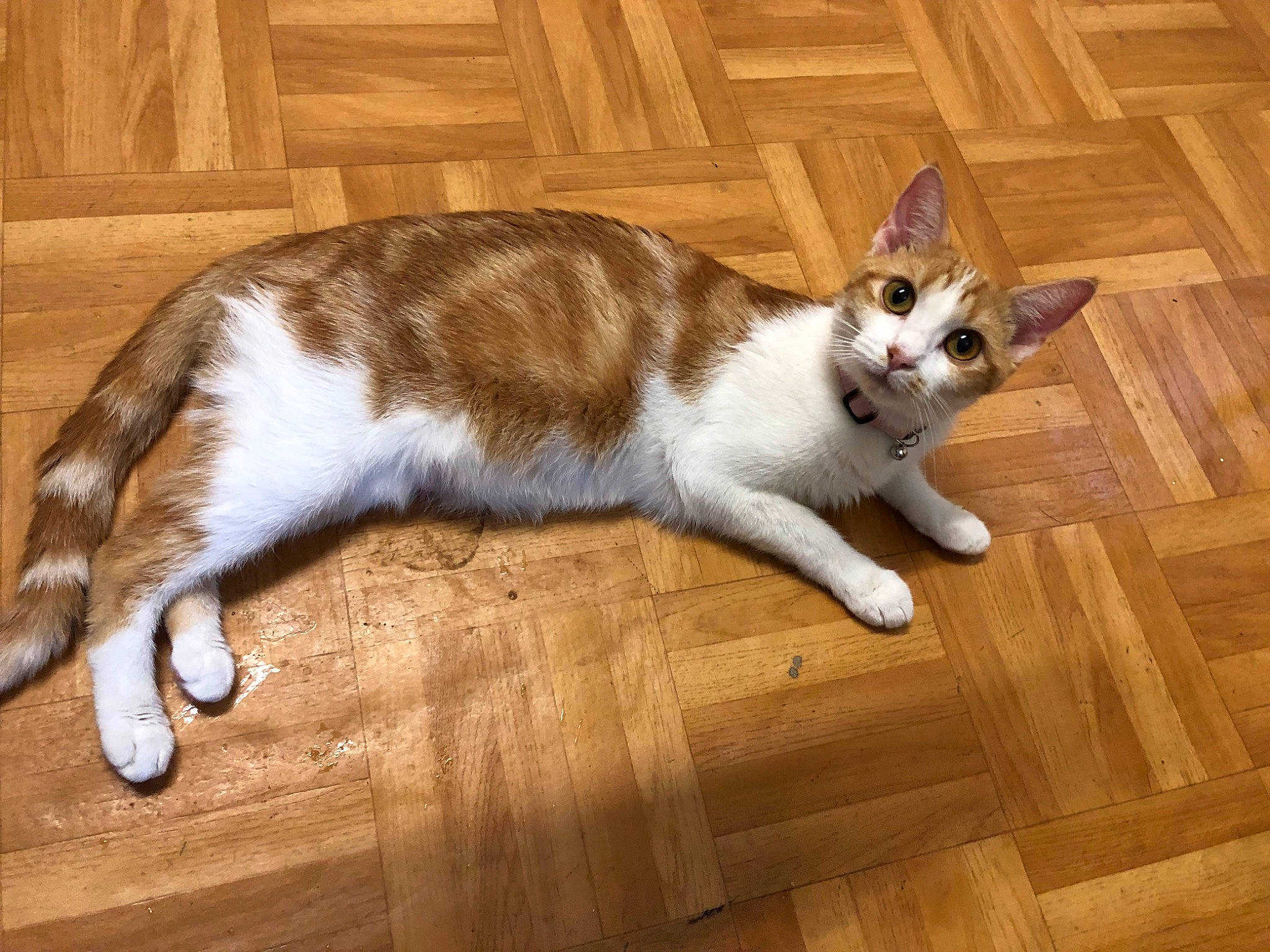 Osiris participe au concours pour gagner de l'argent avec cette photo : carnivore, cat, comfort, domestic_short_haired_cat, fawn, felidae, flooring, fur, hardwood, laminate_flooring, paw, small_to_medium_sized_cats, snout, tail, terrestrial_animal, varnish, whiskers, wood, wood_flooring, wood_stain