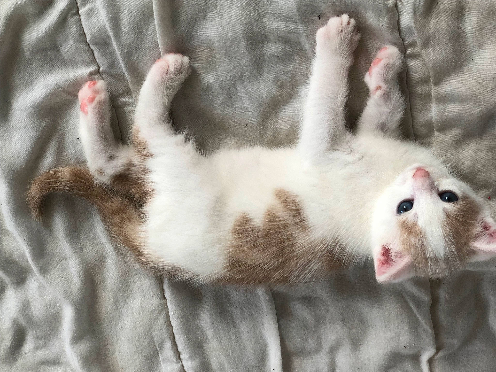 Flocons a rejoint le concours — aidez-le/la à gagner de superbes lots ! carnivore, cat, claw, comfort, domestic_short_haired_cat, fawn, felidae, foot, fur, grey, linens, nap, pattern, paw, scottish_fold, small_to_medium_sized_cats, snout, tail, terrestrial_animal, whiskers