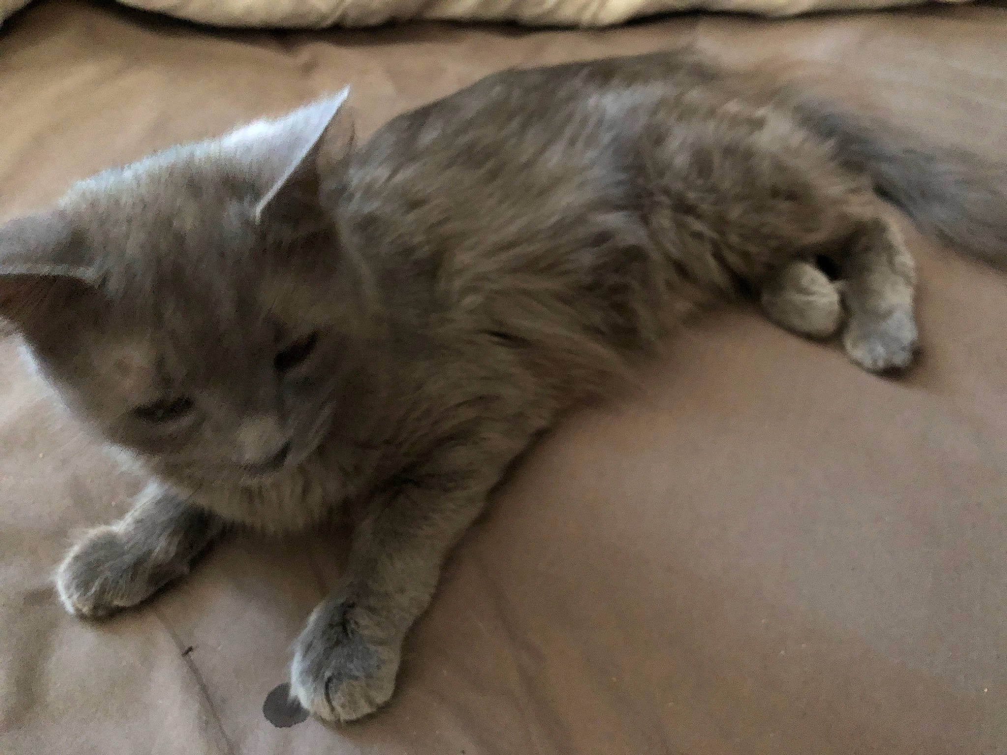 Luna a rejoint le concours — aidez-le/la à gagner de superbes lots ! carnivore, cat, claw, comfort, domestic_short_haired_cat, fawn, felidae, fur, grey, nap, paw, small_to_medium_sized_cats, snout, tail, terrestrial_animal, whiskers