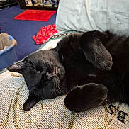 Sammy Sammy joined the competition — help win amazing prizes! animal, black_cat, blanket, carpet, cat, closeup, comfort, cozy, feline, figurines, furniture, home, indoor, paw, pet, relaxation, resting, rug, shelf, sleeping