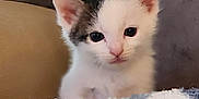 Gizmo joined the competition — help win amazing prizes! kitten, cat, pet, animal, cute, fur, whiskers, ears, eyes, blanket, soft, cozy, indoor, young, small, curious, feline, snuggle, comfort, portrait