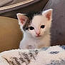 kitten, cat, pet, animal, cute, fur, whiskers, ears, eyes, blanket, soft, cozy, indoor, young, small, curious, feline, snuggle, comfort, portrait