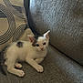 Gizmo joined the competition — help win amazing prizes! kitten, cat, pet, animal, couch, sofa, pillow, indoor, resting, white, black_spots, young, cute, feline, fur, small, cozy, home, texture, relaxing