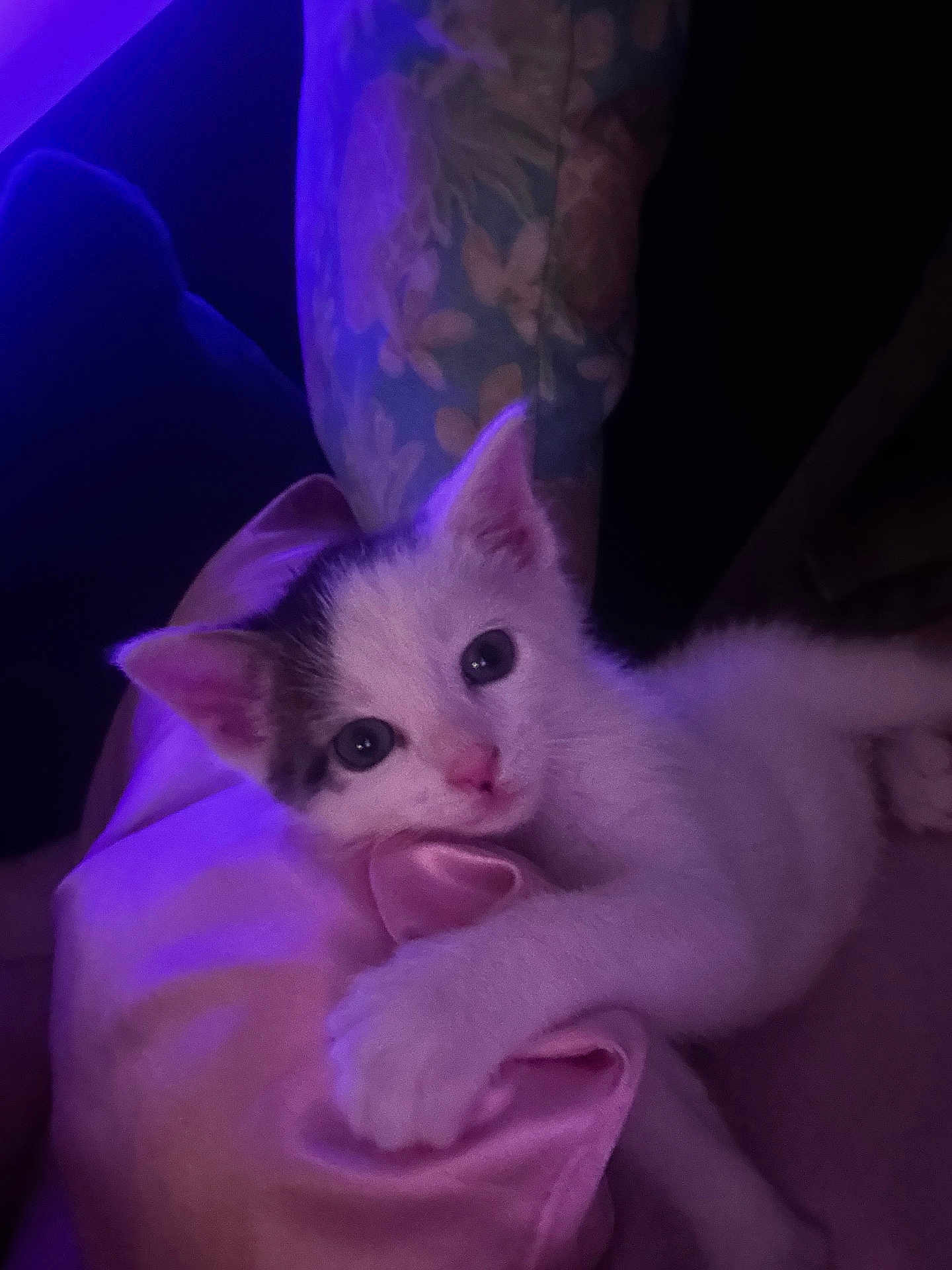 Gizmo