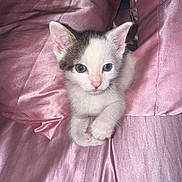 Gizmo is registered to the contest to win money with this photo: kitten, cat, pet, animal, cute, young, feline, whiskers, ears, paws, pink, satin, fabric, soft, indoor, portrait, closeup, small, resting, curious