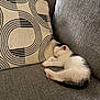Gizmo joined the competition — help win amazing prizes! kitten, cat, sleeping, couch, sofa, gray, white, black, pillow, pattern, indoor, pet, resting, cozy, small, fur, cute, relax, animal, home