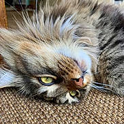 Wally is registered to the contest to win money with this photo: cat, tabby, fluffy, close_up, yellow_eyes, whiskers, fur, relaxed, indoor, woven_surface, texture, lying_down, pet, animal, cute, mammal, face, head, resting, cozy