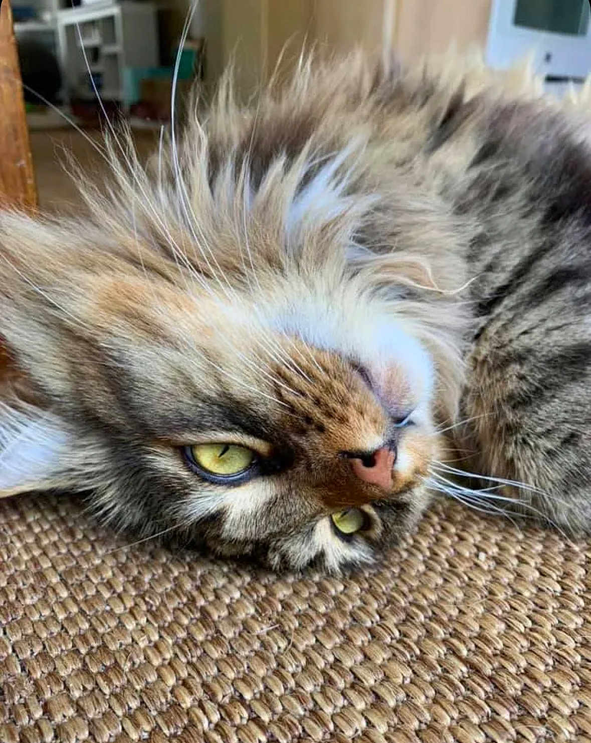 Wally is registered to the contest to win money with this photo: cat, tabby, fluffy, close_up, yellow_eyes, whiskers, fur, relaxed, indoor, woven_surface, texture, lying_down, pet, animal, cute, mammal, face, head, resting, cozy