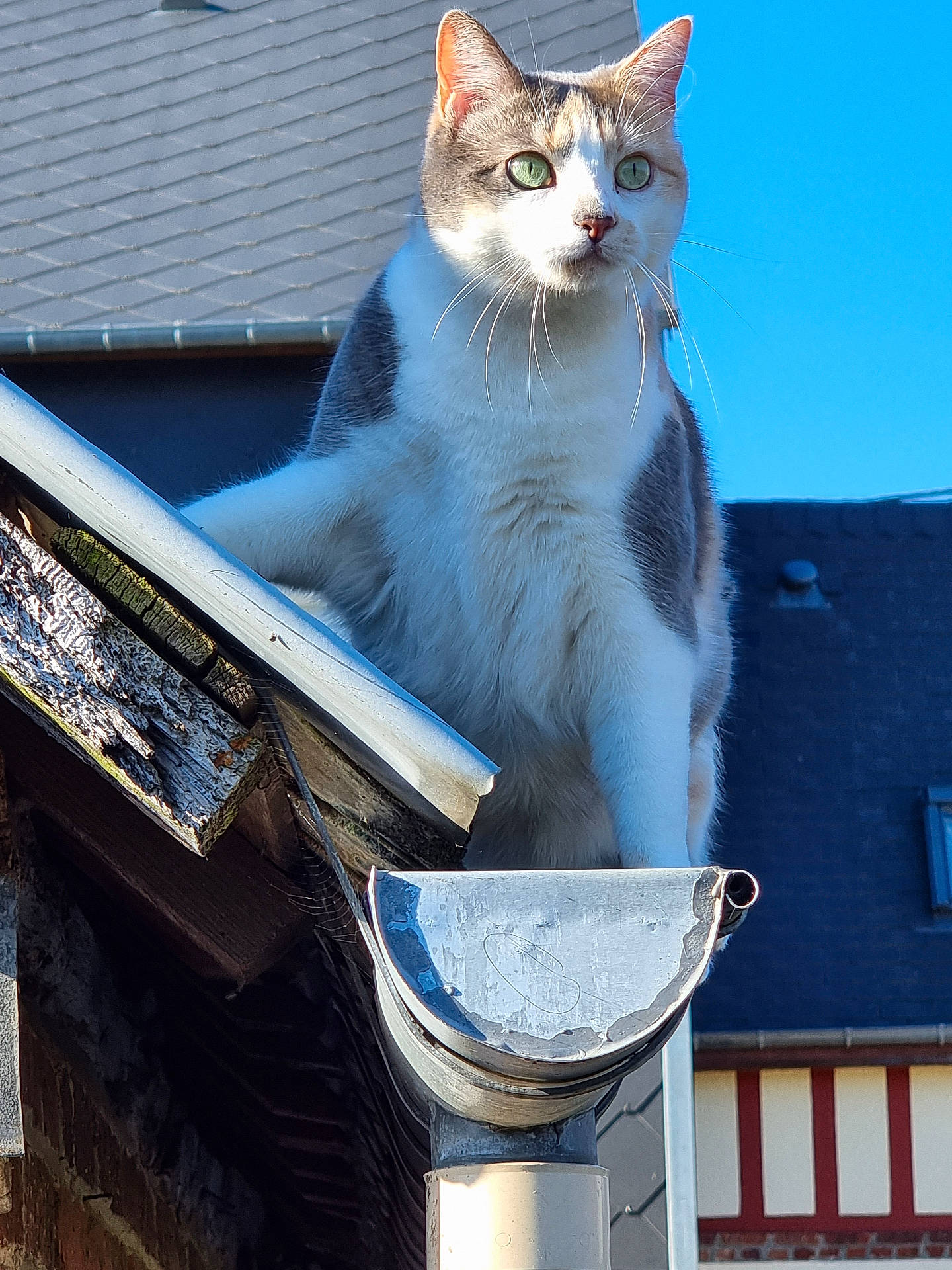 Pookie a rejoint le concours — aidez-le/la à gagner de superbes lots ! abyssinian, animal, architecture, building, cat, gutter, house, housing, kitten, manx, pet, roof, siamese, slate