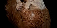 Duke joined the competition — help win amazing prizes! cat, sleeping, fluffy, orange, white, pet, animal, cute, fur, relaxed, domestic_cat, whiskers, paw, resting, cozy, closeup, mammal, indoor, peaceful, curled_up