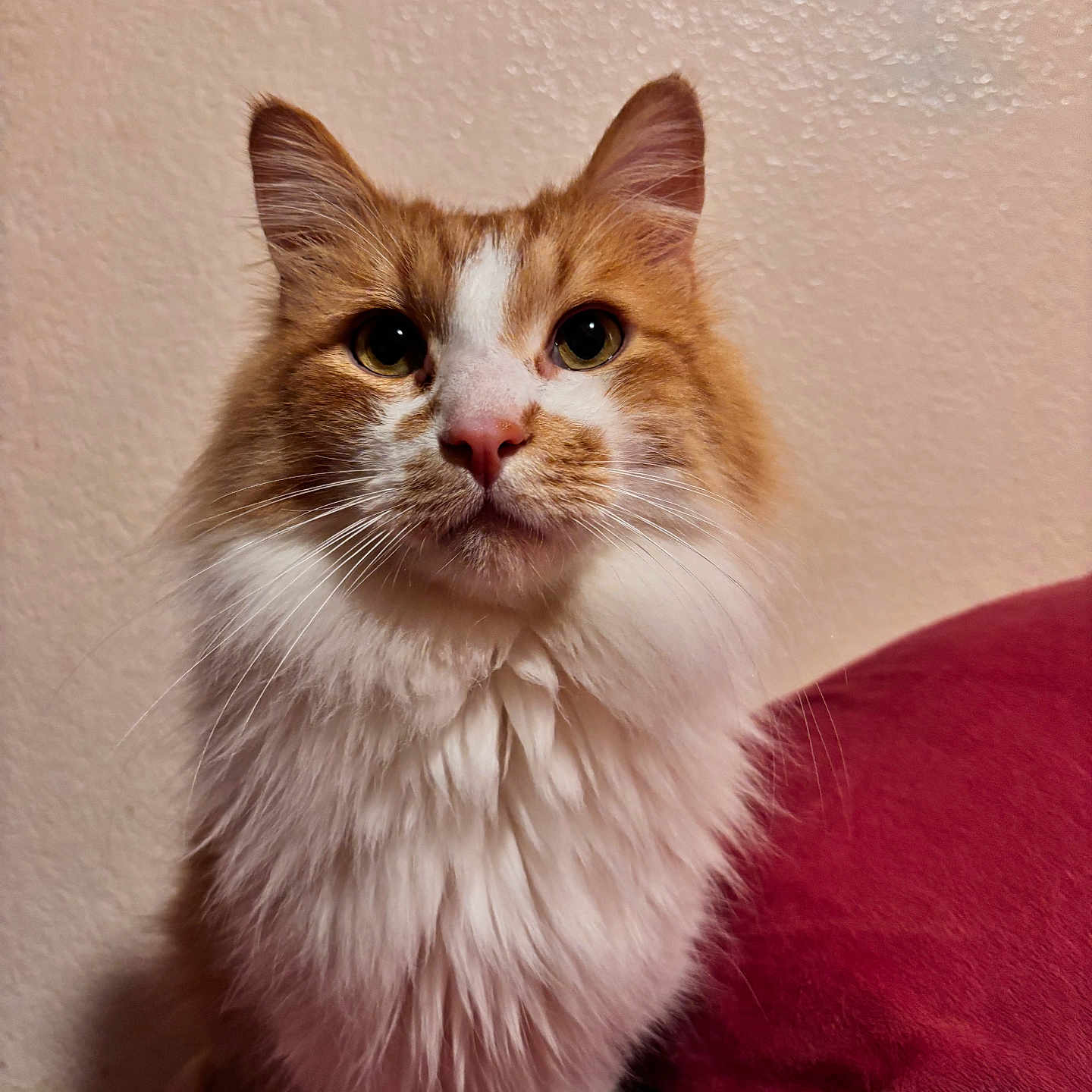 Duke is registered to the contest to win money with this photo: animal, cat, closeup, curious, cushion, cute, domestic, ears, face, feline, fluffy, fur, indoor, orange, pet, portrait, sitting, wall, whiskers, white