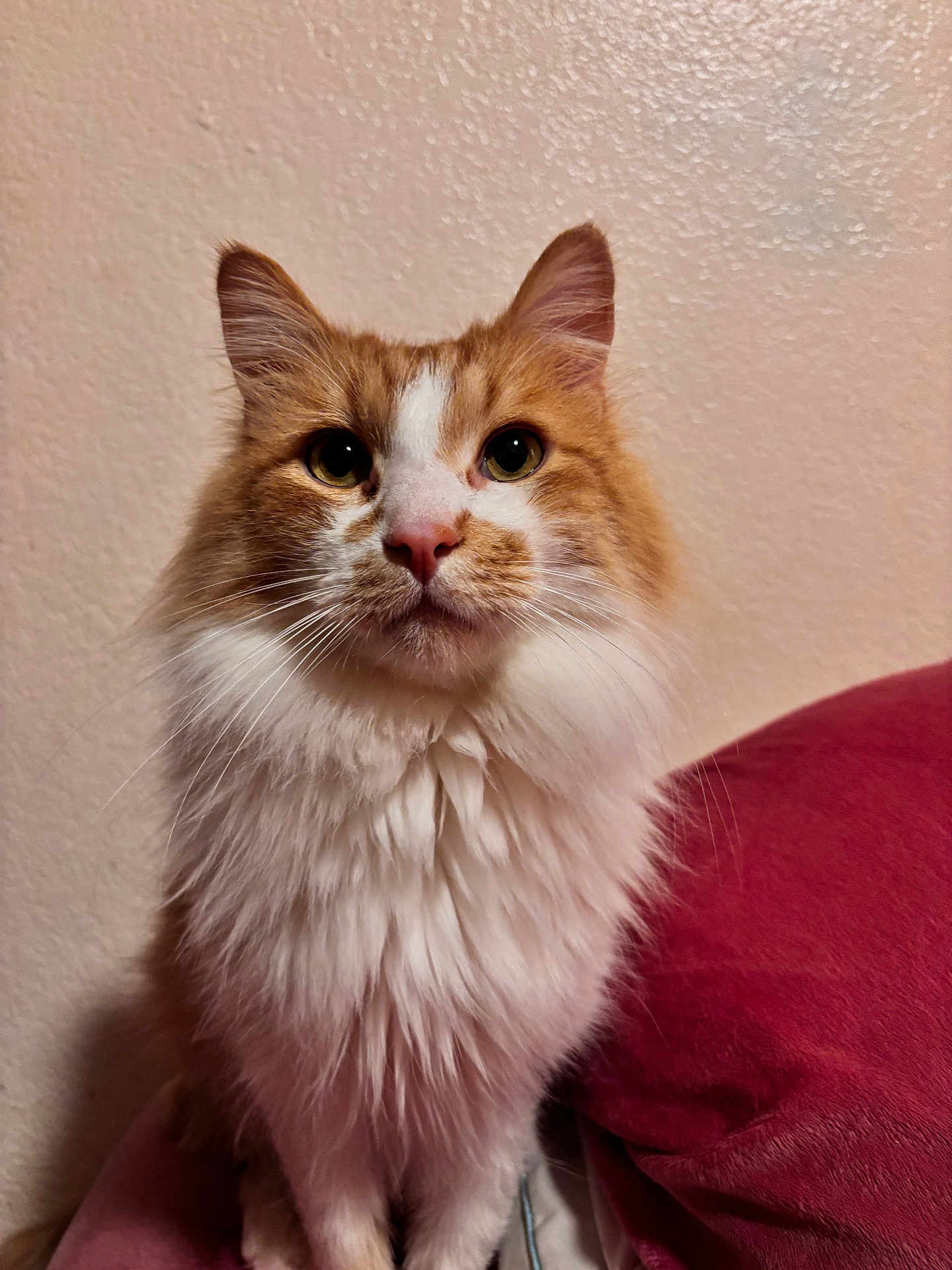 Duke is registered to the contest to win money with this photo: cat, fluffy, orange, white, pet, animal, feline, sitting, indoor, curious, whiskers, ears, face, fur, closeup, portrait, cushion, wall, domestic, cute
