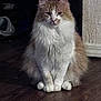 Duke is registered to the contest to win money with this photo: cat, fluffy, white_fur, orange_fur, sitting, indoor, wooden_floor, pet, animal, calm, feline, domestic, fur, whiskers, paws, relaxed, household, quiet, mammal, portrait