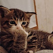 Toes joined the competition — help win amazing prizes! kitten, cat, paw, fur, striped, indoor, resting, cute, animal, pet, young, feline, whiskers, closeup, cozy, curious, soft, mammal, domestic, sleepy