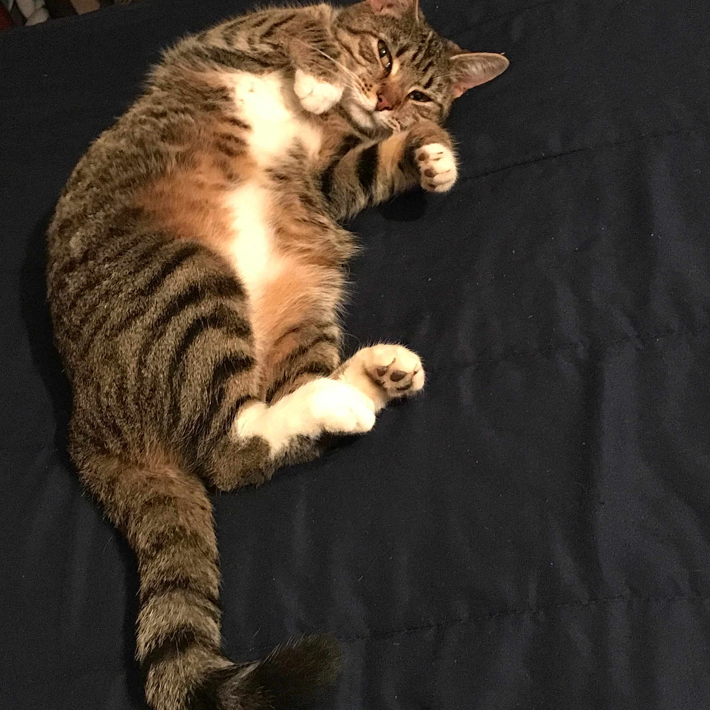 Jupiter joined the competition — help win amazing prizes! animal, bedspread, cat, cozy, cute, domestic_animal, feline, fur, indoor, lying_down, mammal, paws, pet, relaxed, resting, sleepy, striped, tabby, tail, whiskers