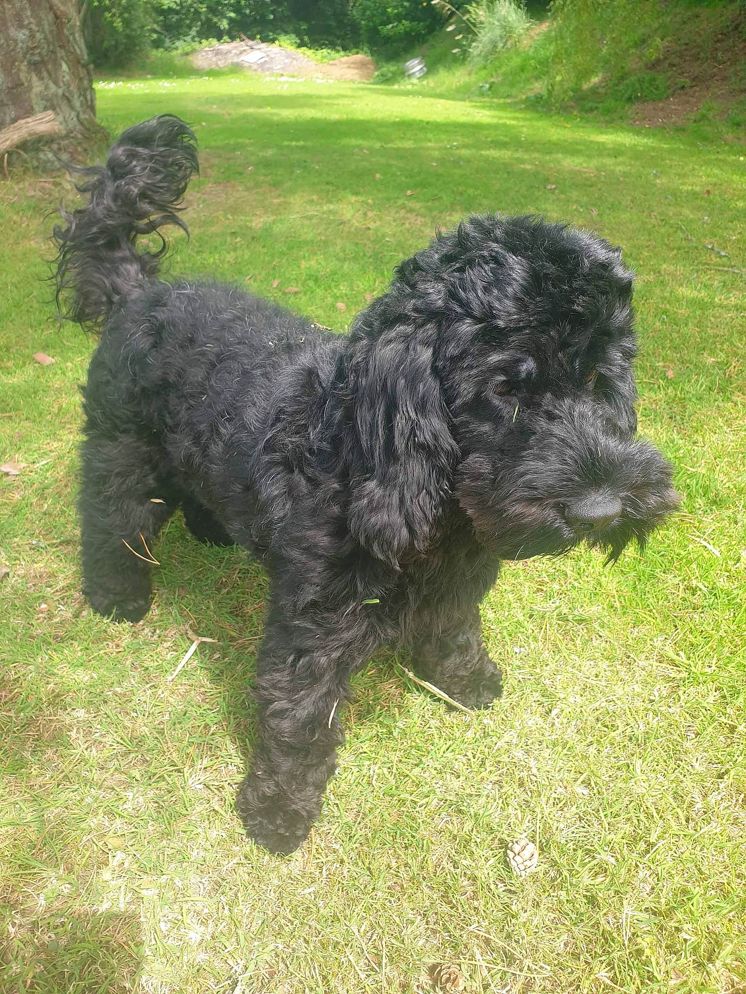 Indie is registered to the contest to win money with this photo: canidae, carnivore, companion_dog, dog, dog_breed, giant_dog_breed, grass, herding_dog, labradoodle, liver, non_sporting_group, plant, shrub, sporting_group, tail, terrier, toy_dog, water_dog, working_animal, working_dog