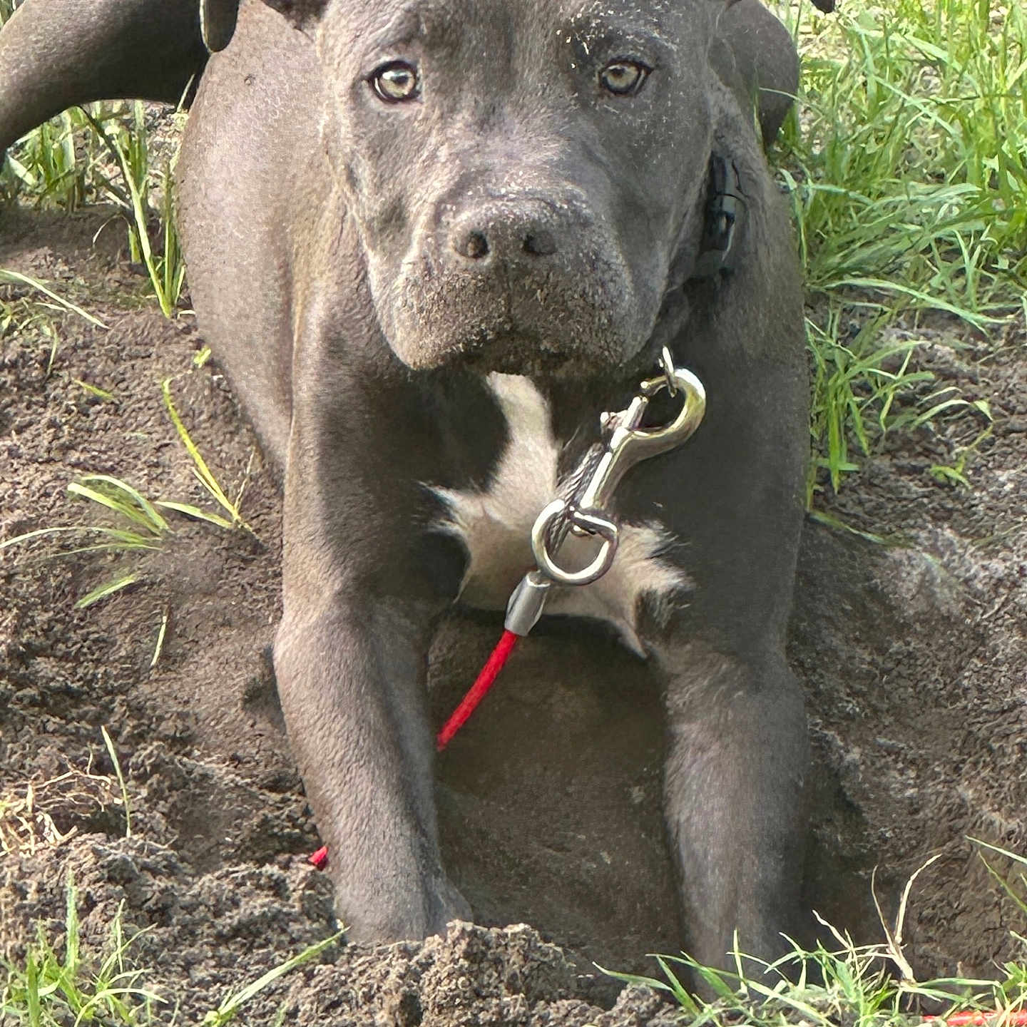 Daisy joined the competition — help win amazing prizes! accessories, animal, ball, boxer, bulldog, canine, dog, football, frenchbulldog, grass, labradorretriever, pet, pitbull, plant, puppy, snout, soccer, soccerball, soil, sport