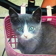 Djazzy participe au concours pour gagner de l'argent avec cette photo : black_cat, cat, cat_like_mammal, domestic_short_haired_cat, european_shorthair, kitten, mammal, russian_blue, small_to_medium_sized_cats, vertebrate, whiskers