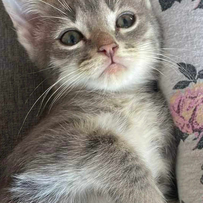 Monty is registered to the contest to win money with this photo: abyssinian, angora, animal, cat, cushion, gray, homedecor, kitten, manx, pet, siamese, snout